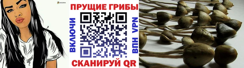цены наркотик  Волгодонск  Псилоцибиновые грибы Psilocybe 